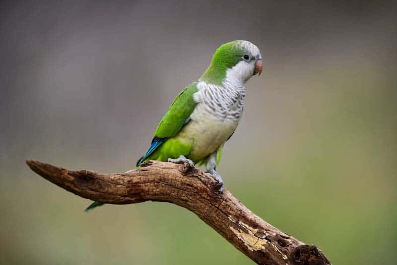Can Parakeets Eat Grapes?