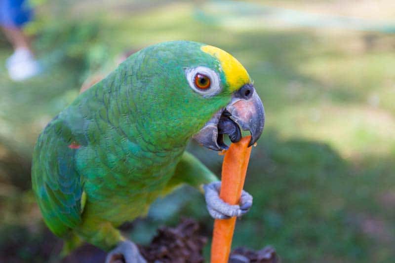 Can Birds Eat Celery And Carrots?  Find out at PetRestart.com
