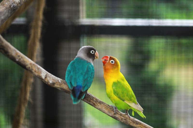 Notable Things In Taking Care Of Lovebirds by PetRestart.com