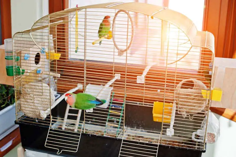 What Do Lovebirds Need? Find out at PetRestart.com