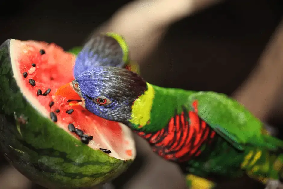 Can parrots eat melon? Find out at PetRestart.com.