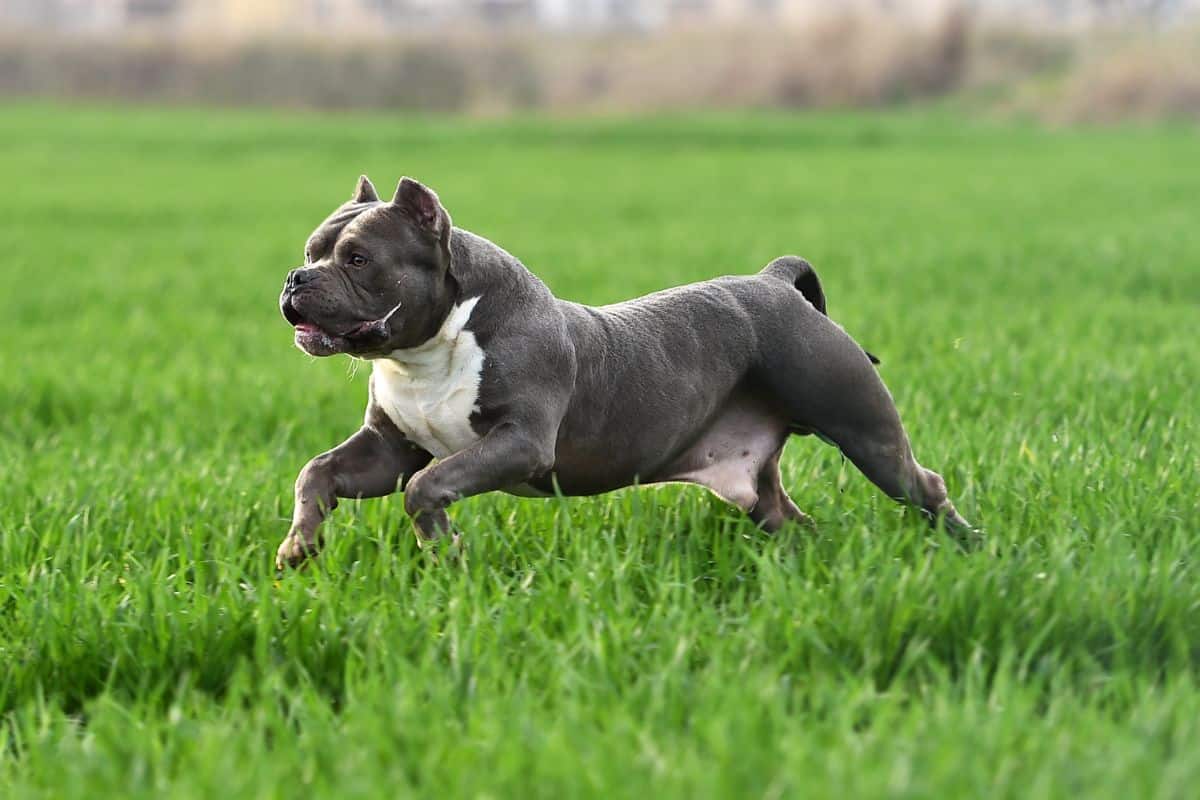 Can You Run With an American Bully? Let’s Find Out!