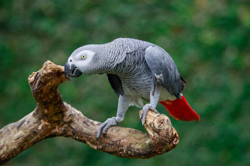 The Difference Between Timneh African Grey Parrots Vs. Congo Parrots