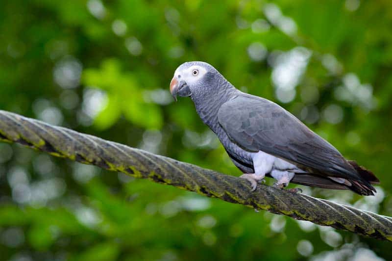Where Do Wild Timneh African Grey Parrots Live?