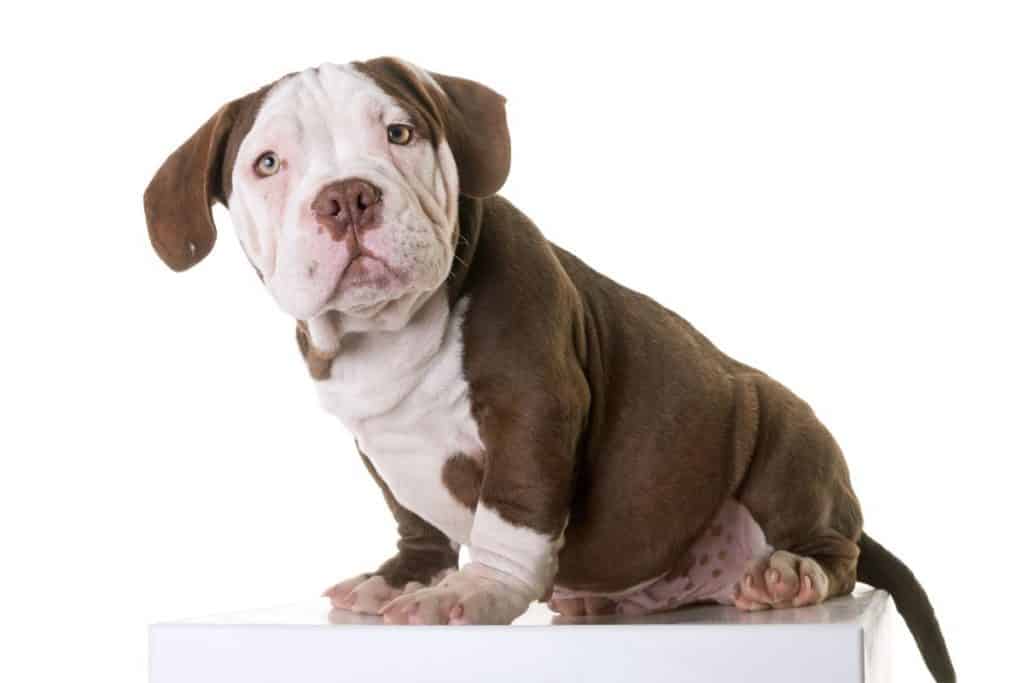 American Bully Growth Chart - petrestart.com