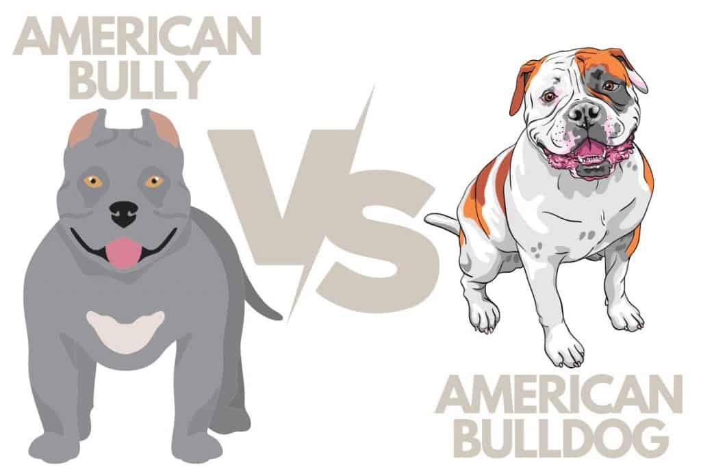 American Bully Vs. American Bulldog - Petrestart.com