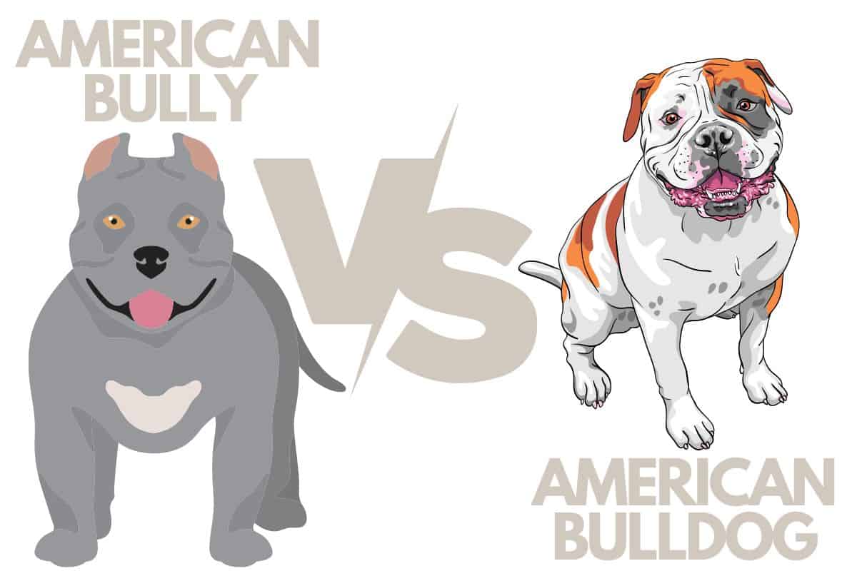 American Bully vs. American Bulldog
