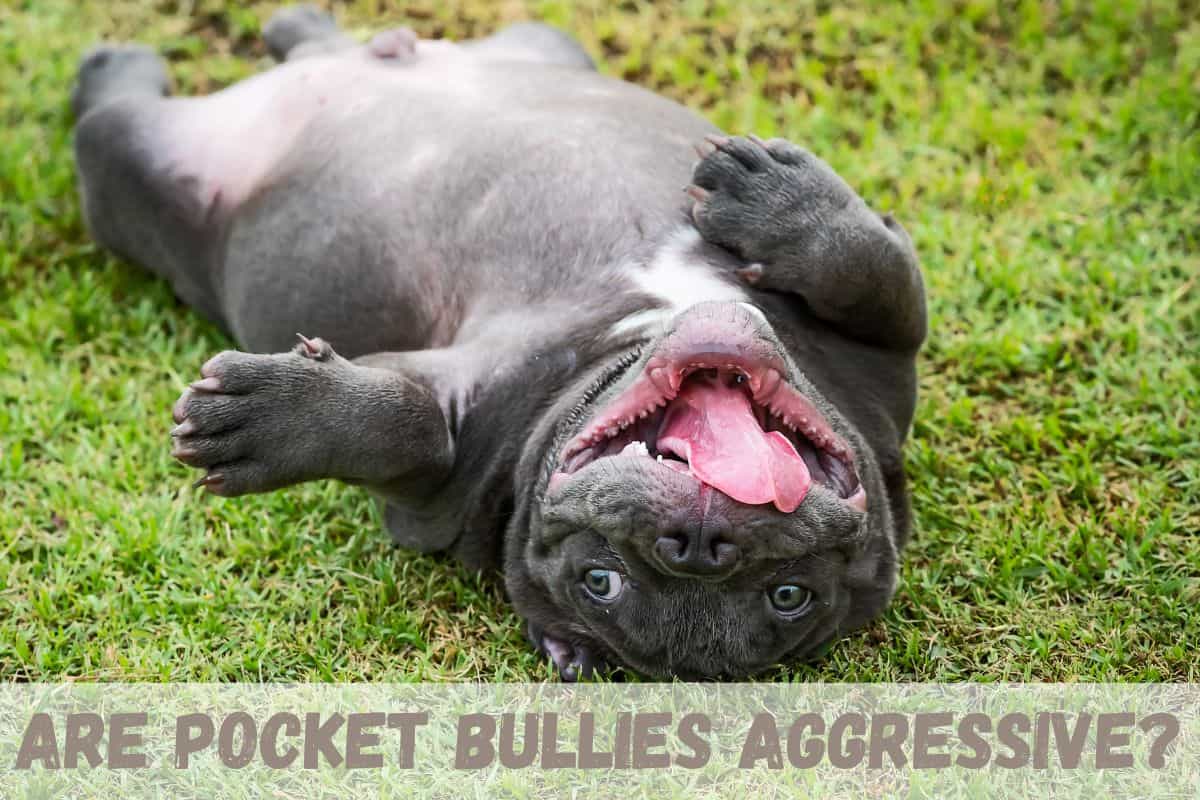 Are Pocket Bullies Aggressive?