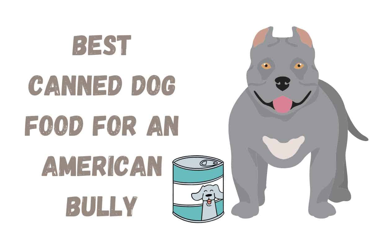 4 Best Canned Dog Food for an American Bully