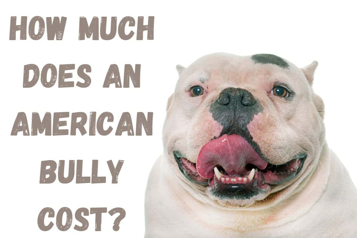 How Much Does an American Bully Cost? (Let’s Find Out)