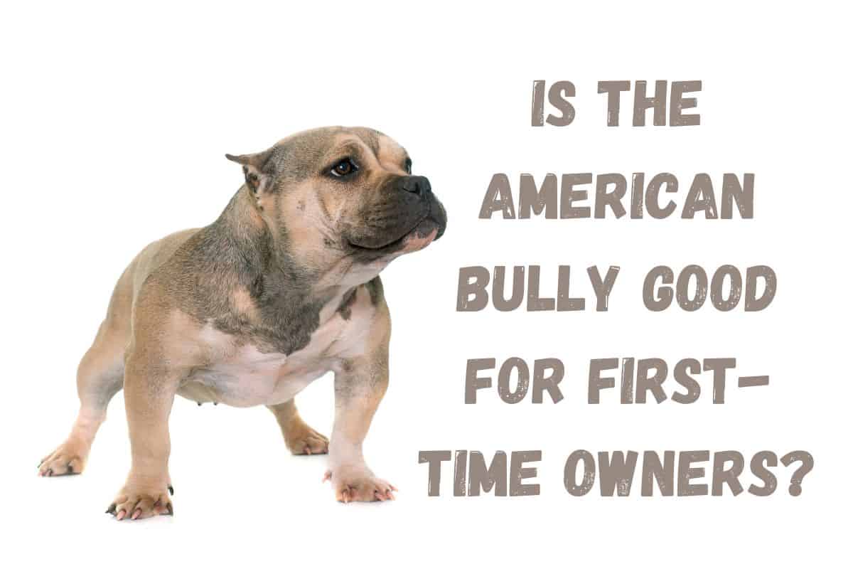 Is the American Bully Good for First-Time Owners?