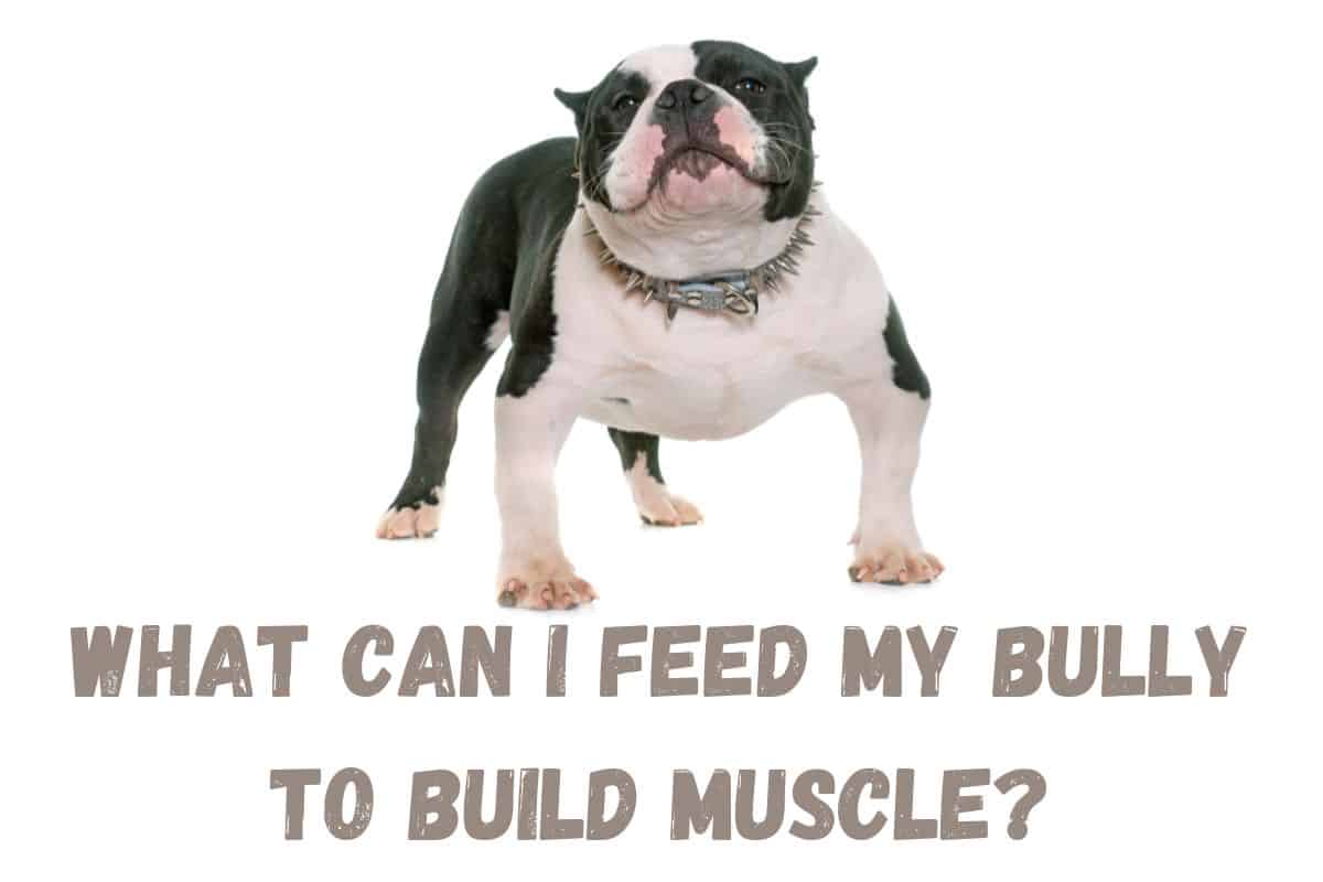 What Can I Feed My Bully To Build Muscle? Let’s Find Out!