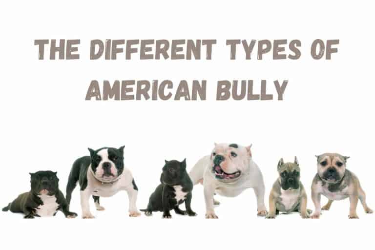 Types Of American Bully - Petrestart.com