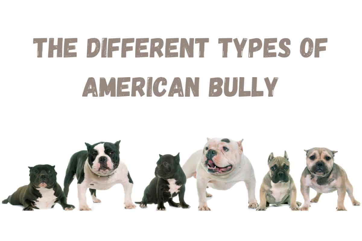 Types of American Bully