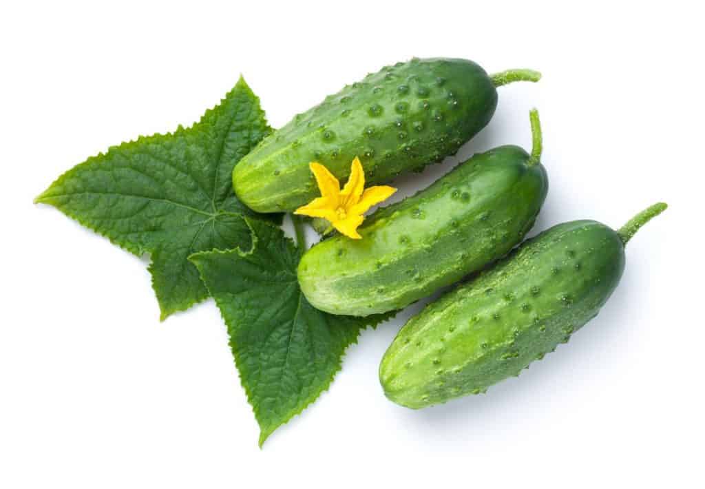 Cucumbers with flower and leaves showing.