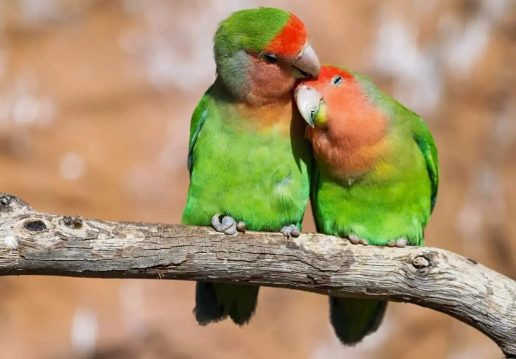 Lovebirds