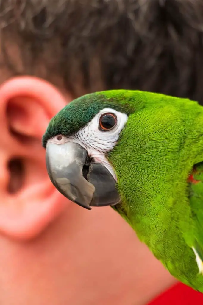 What About Parrot's Ears? 