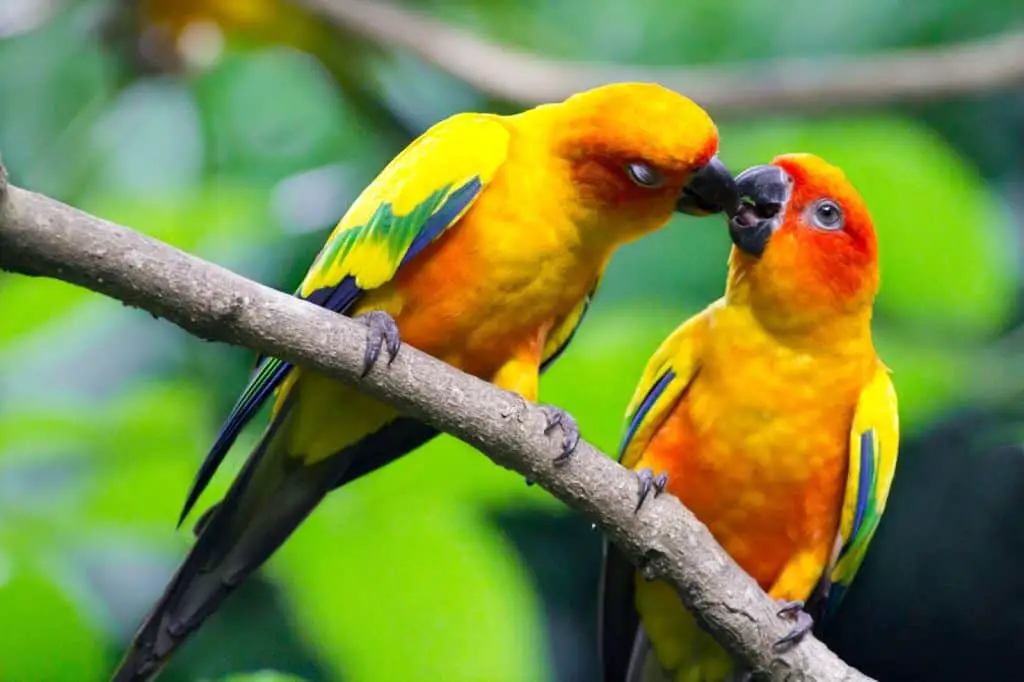 A Guide To Breeding Sun Conure Parrots