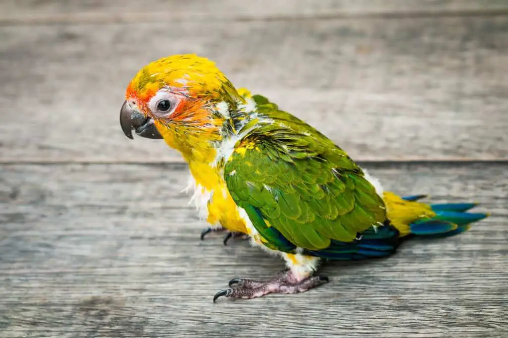 Conures and Molting: Everything You Need To Know