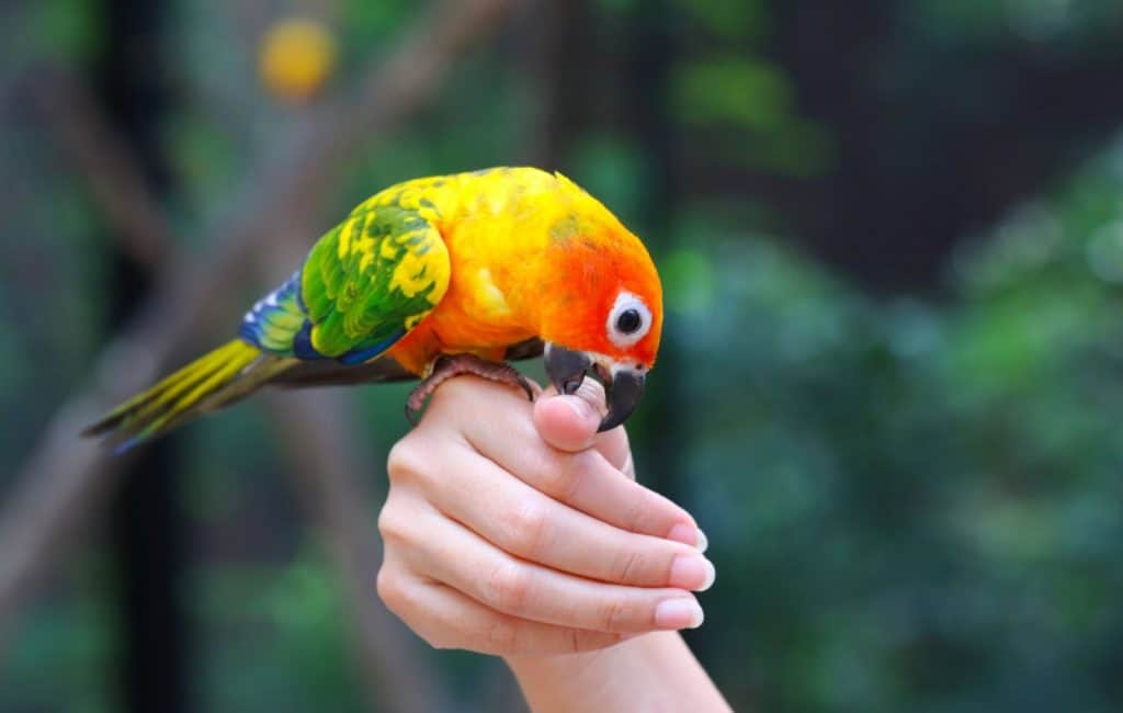 When Do Conure Parrots Start Talking?