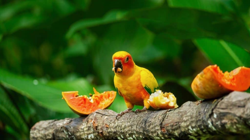 Can Conures Have Melon? 