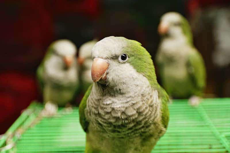 Are Quaker Parrots Hard To Train? (Best At-Home Tips And Guide To Train You Quaker Parrots)