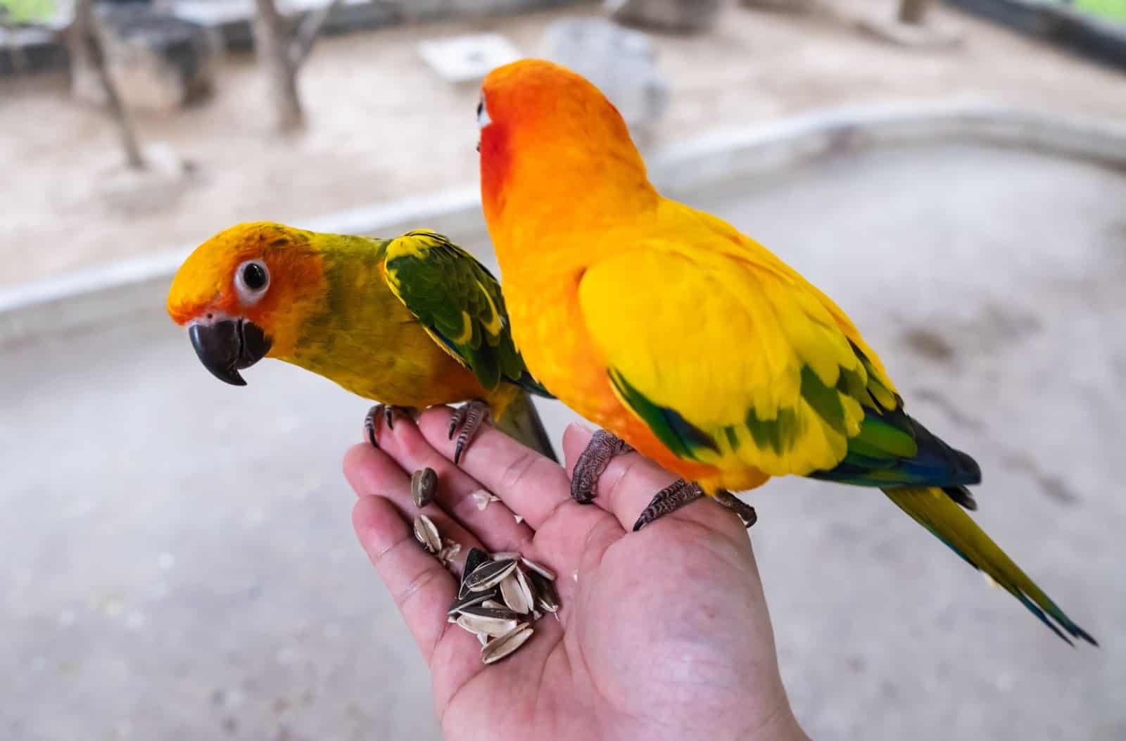 Can Conures Eat Watermelon?