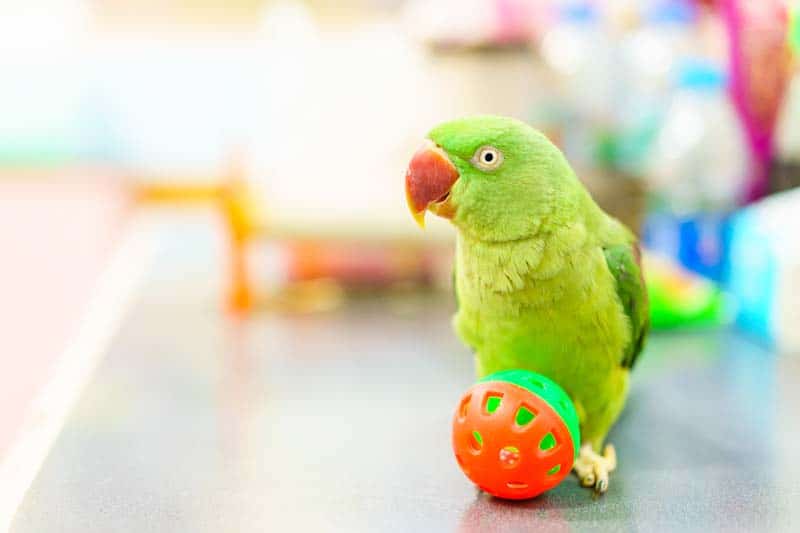 What Is So Special About Parakeets?
