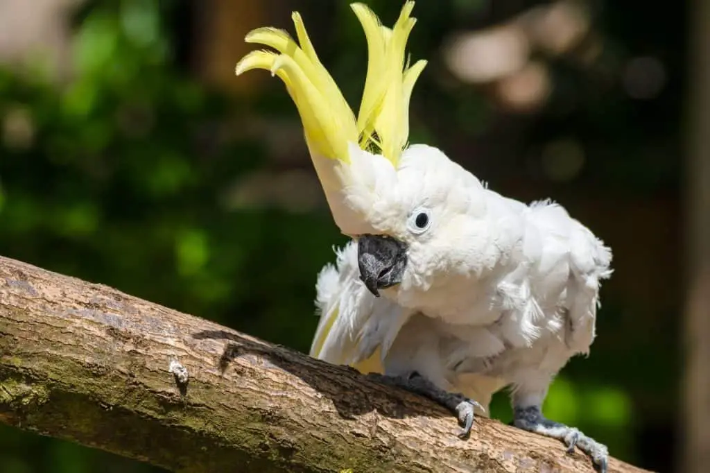 Types Of Cockatoos
