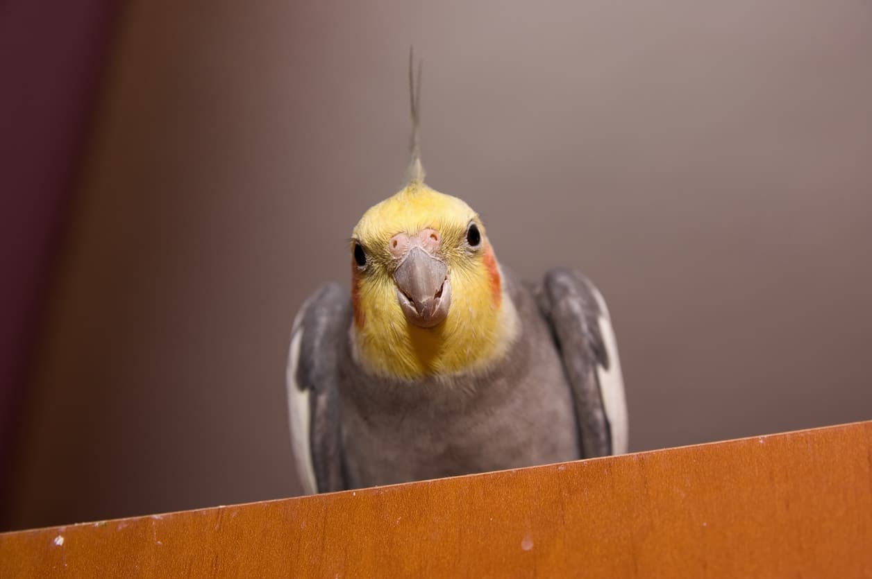 Cockatiel May Not Like You - Find out why at Petrestart.com