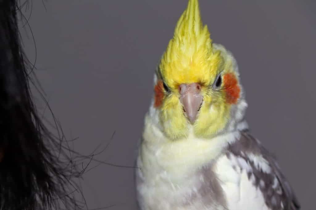 Cockatiel doesn't feel comfortable.