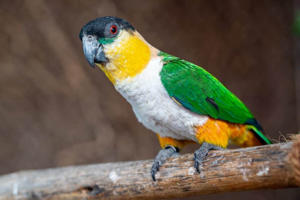 What is the price of a caique? Find out at Petrestart.com