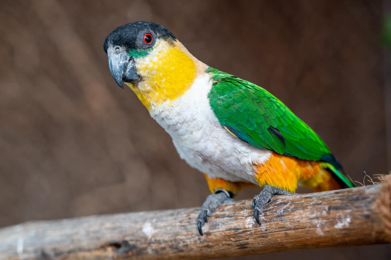 What Is The Price Of A Caique? (Let’s Find Out)