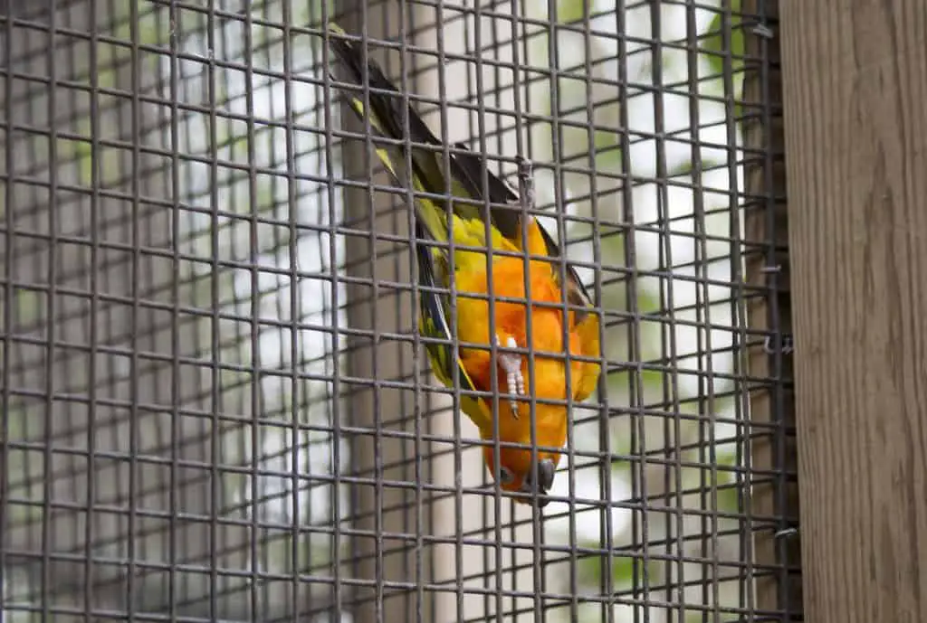 Which Conures Can Talk?