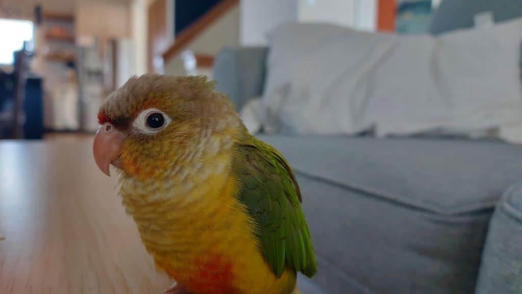 Can A Conure Parrot Talk? Find out at Petrestart.com