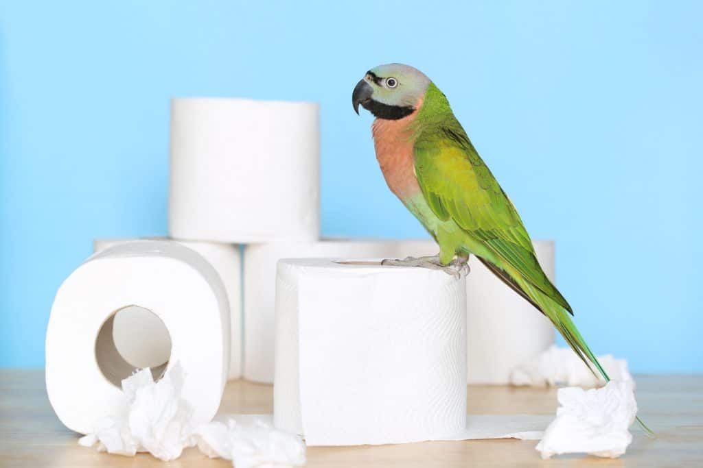 How Often Do Parrots Poop? Find out at Petrestart.com