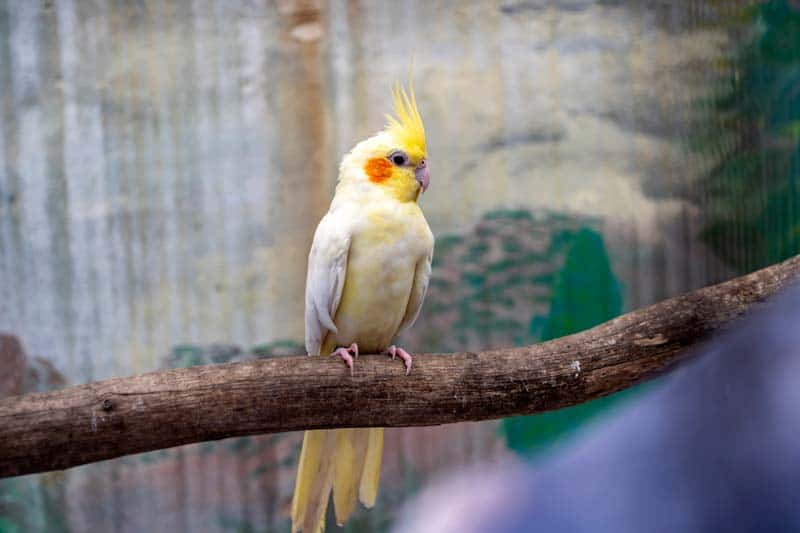 Parakeets vs. Cockatiel