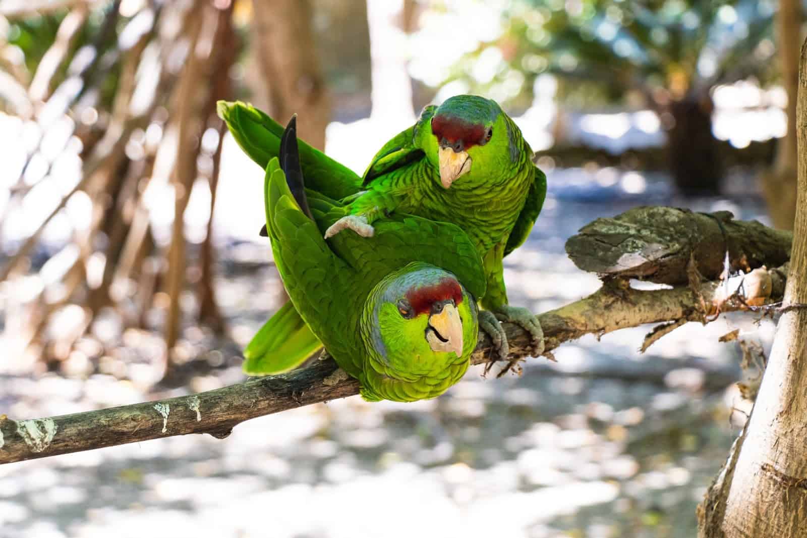 How Often Do Parrots Breed?