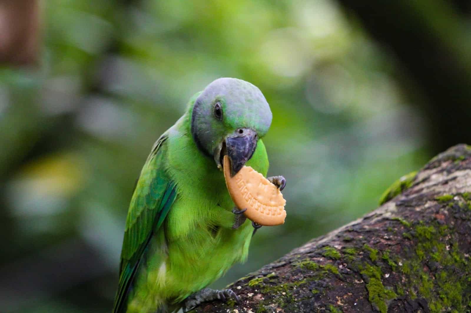 13 Things That Parrots Should Never Eat
