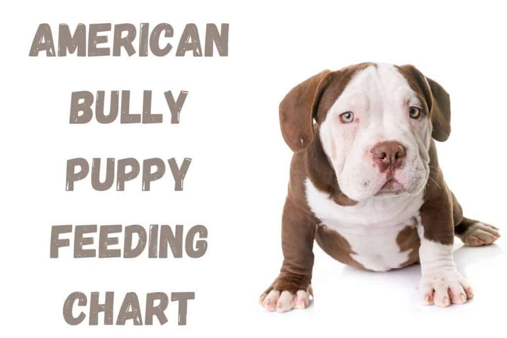 American Bully puppy