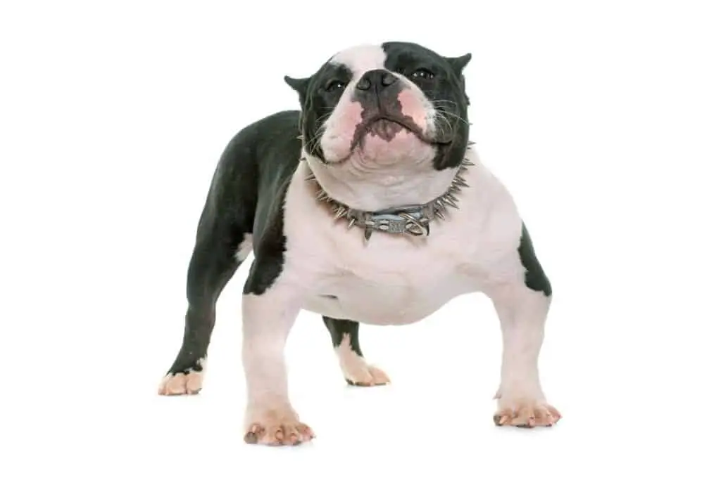 American Bully on white background