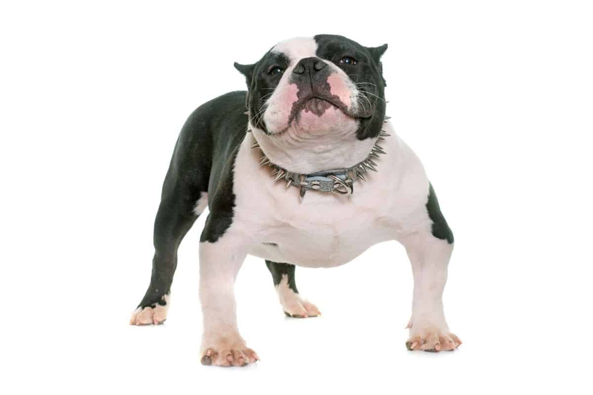 American Bully: Are They Aggressive?