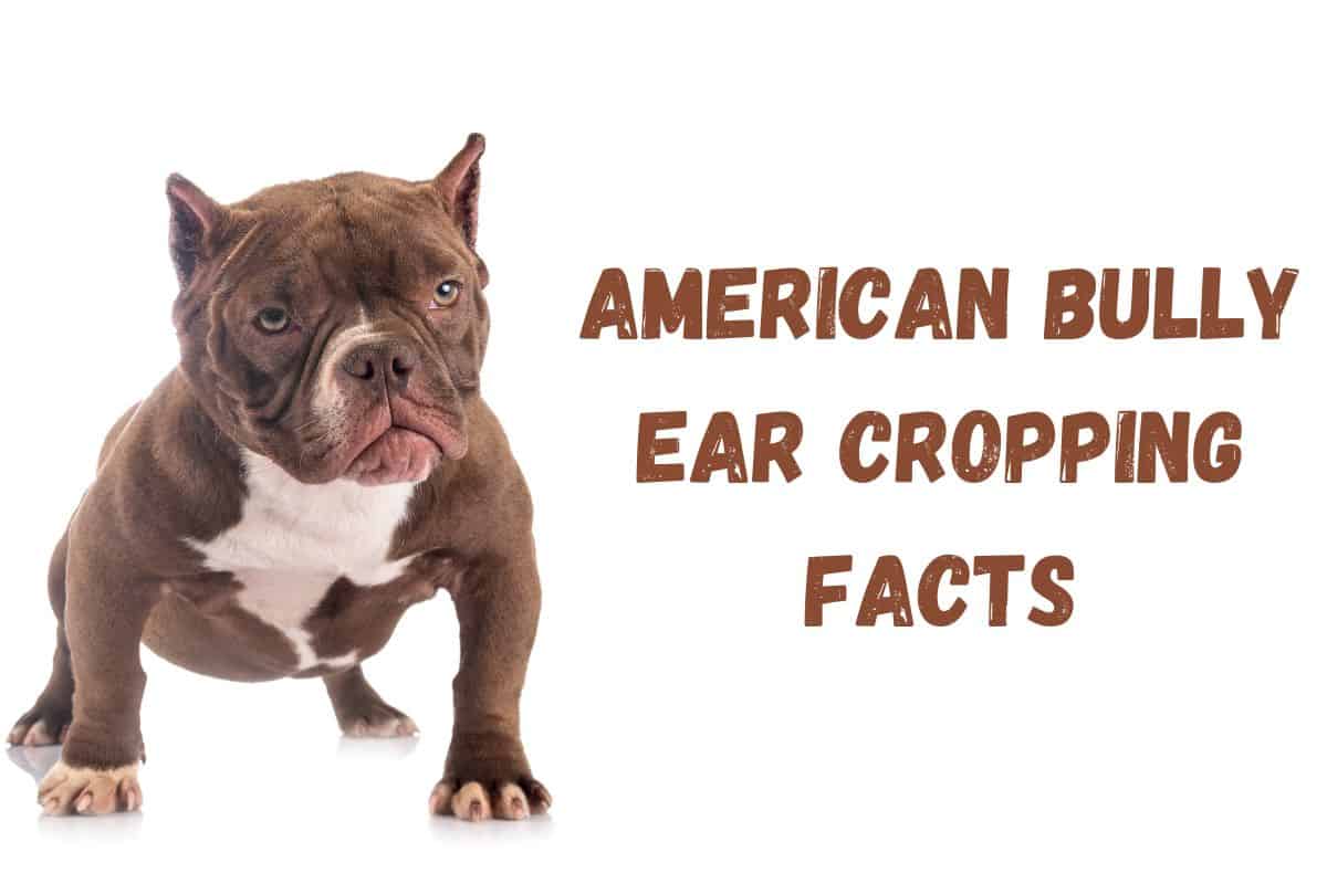 American Bully Ear Cropping Facts