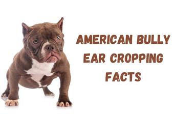 why cropingt the american bully eas