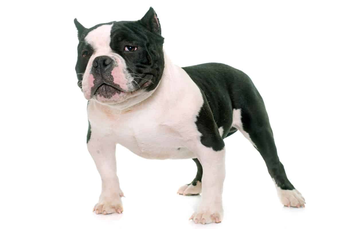 American Bully white background