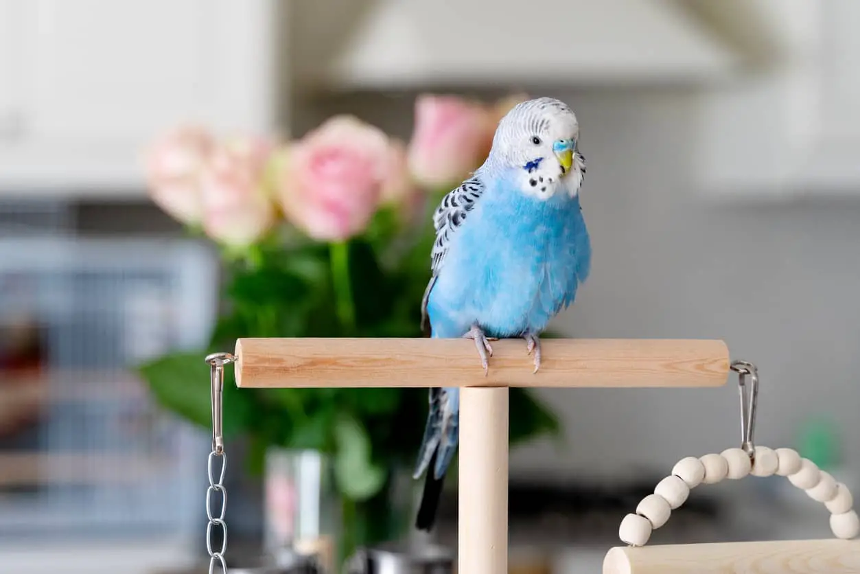Four Things You Must Do When You Bring Your Budgie Home For the First Time explained at petrestart.com