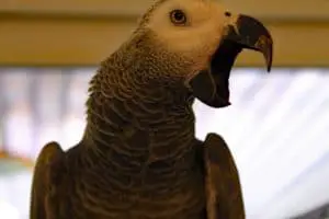 This Is How Much A Talking Parrot Will Cost You - Find out at petrestart.com