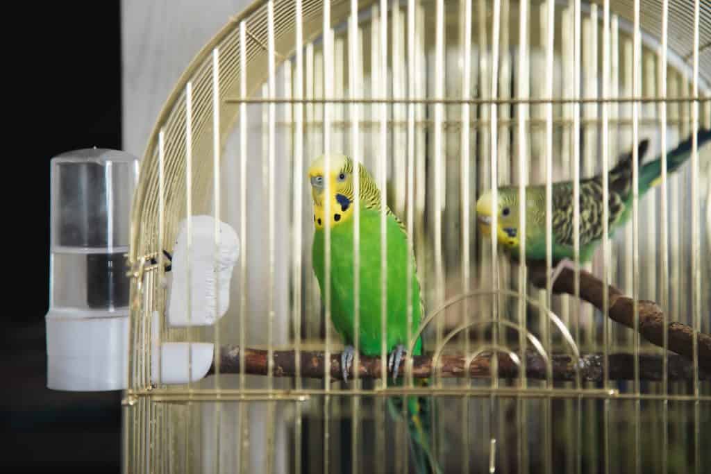 Traveling With Your Budgie Safely explained at petrestart.com