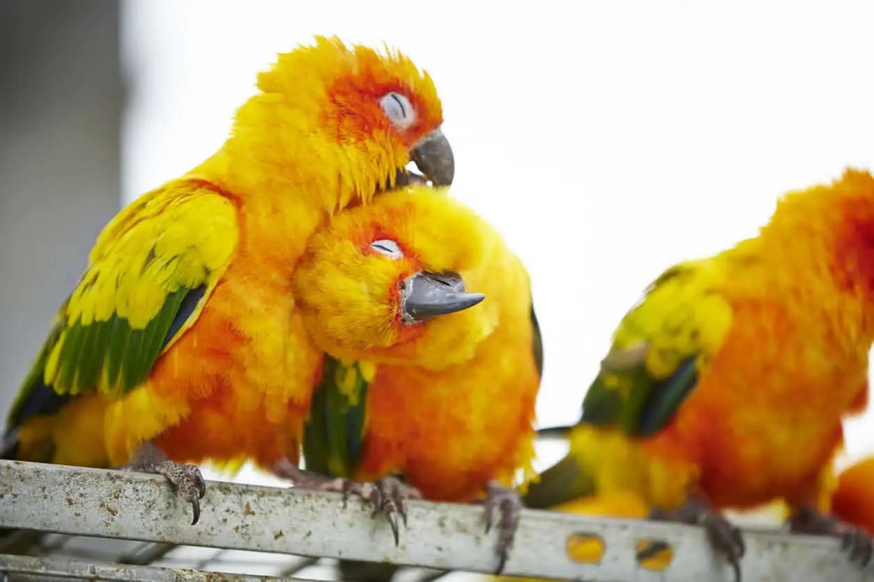 The Costs Of Owning A Sun Conure Parrot