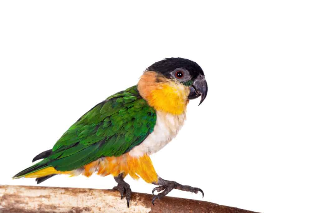 Do Caiques Need A Lot Of Attention? (Find Out Here at Petrestart.com)